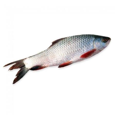 Rahu Damra Fish