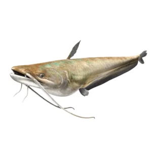 Singhara Fish