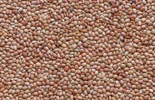 Daal Sabit Masoor