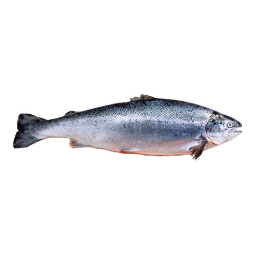 Mali Fish