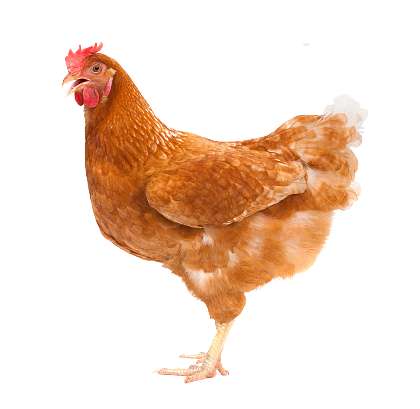 Desi Chicken (Live)