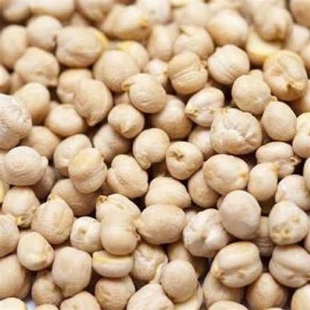 Channa Mota