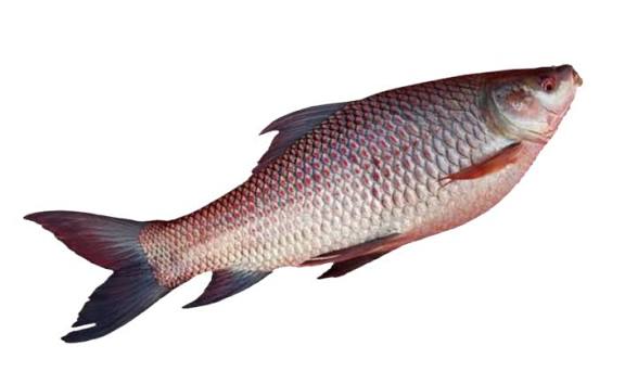 Damra Fish