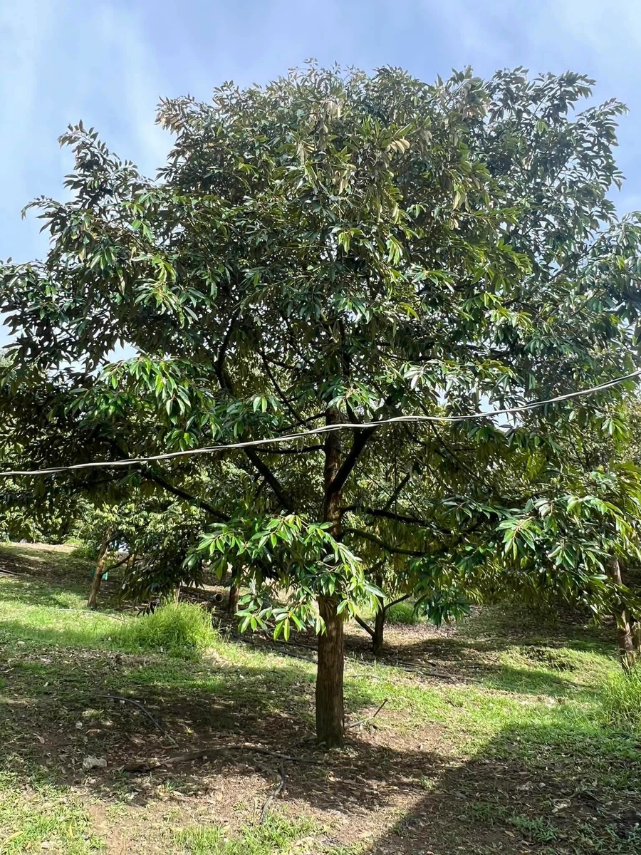 Bán vườn sầu riêng 12 năm, 12.854m², Phú Lâm, Đồng Nai - Ảnh thu nhỏ 4