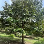 Bán vườn sầu riêng 12 năm, 12.854m², Phú Lâm, Đồng Nai - Ảnh thu nhỏ 4