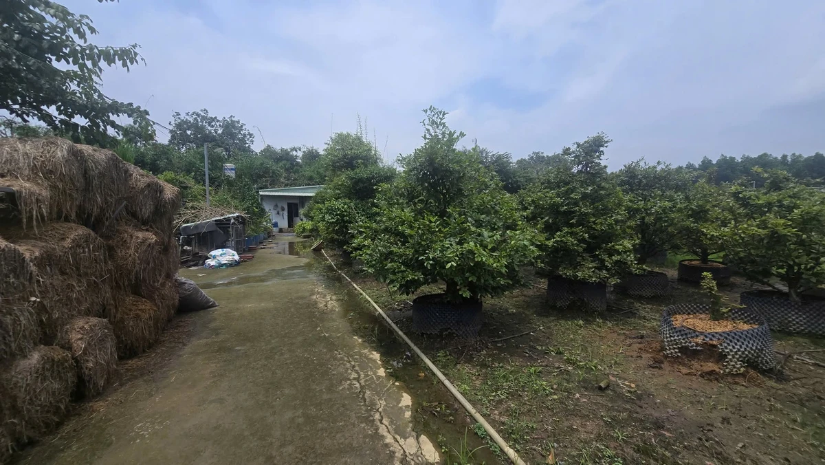 Bán đất vườn mai 19.718m2, 16 sổ hồng, giá 24 tỷ tại Tân Triều, Đồng Nai - Ảnh thu nhỏ 3
