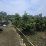 Bán đất vườn mai 19.718m2, 16 sổ hồng, giá 24 tỷ tại Tân Triều, Đồng Nai - Ảnh thu nhỏ 3