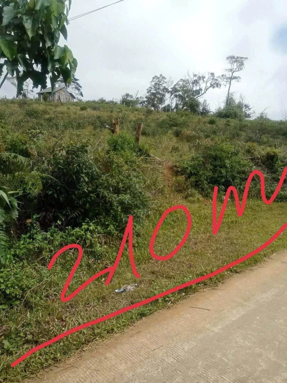 Bán lô đất nông nghiệp 5.500m² tại Măng Đen, view thung lũng - Ảnh 1