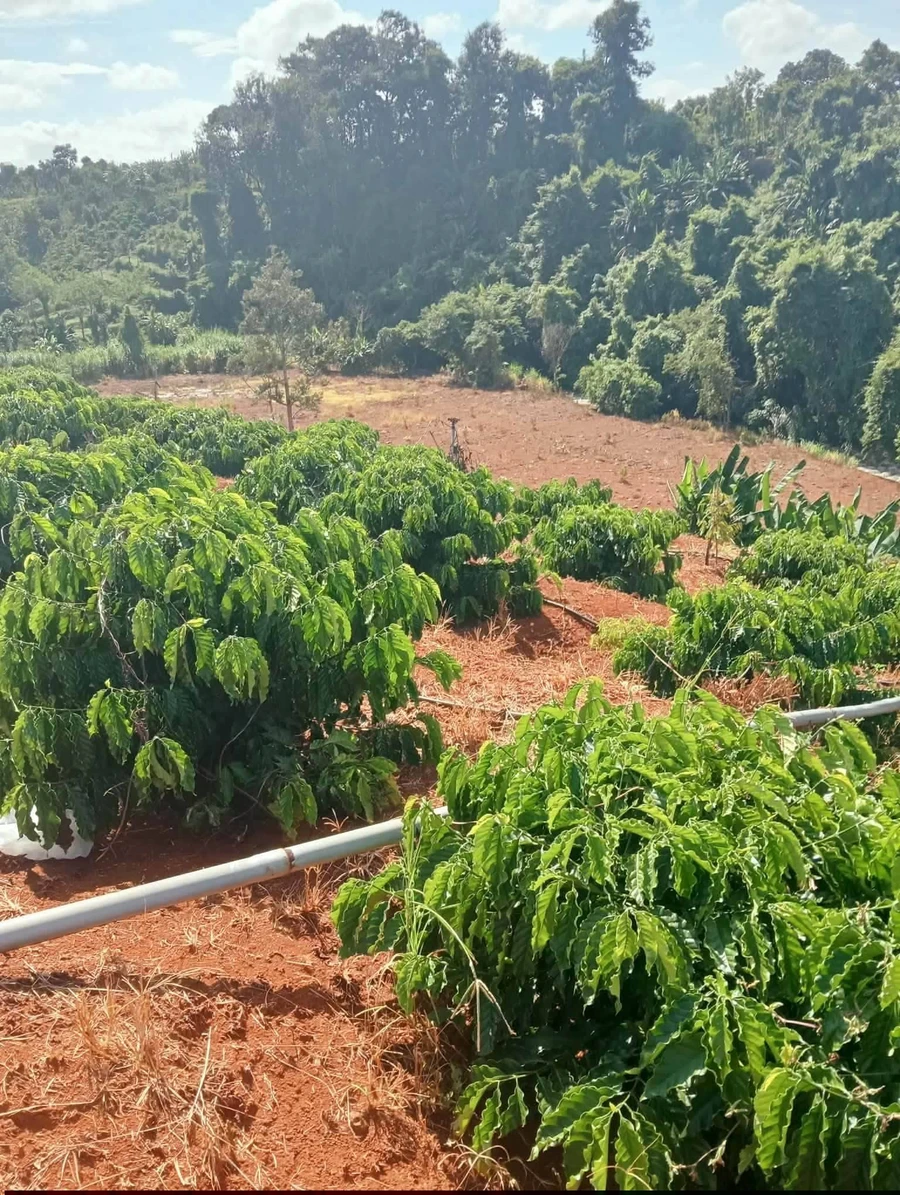 Bán đất Eapok Cư Mgar Đắk Lắk 1,5 hecta - Ảnh thu nhỏ 2