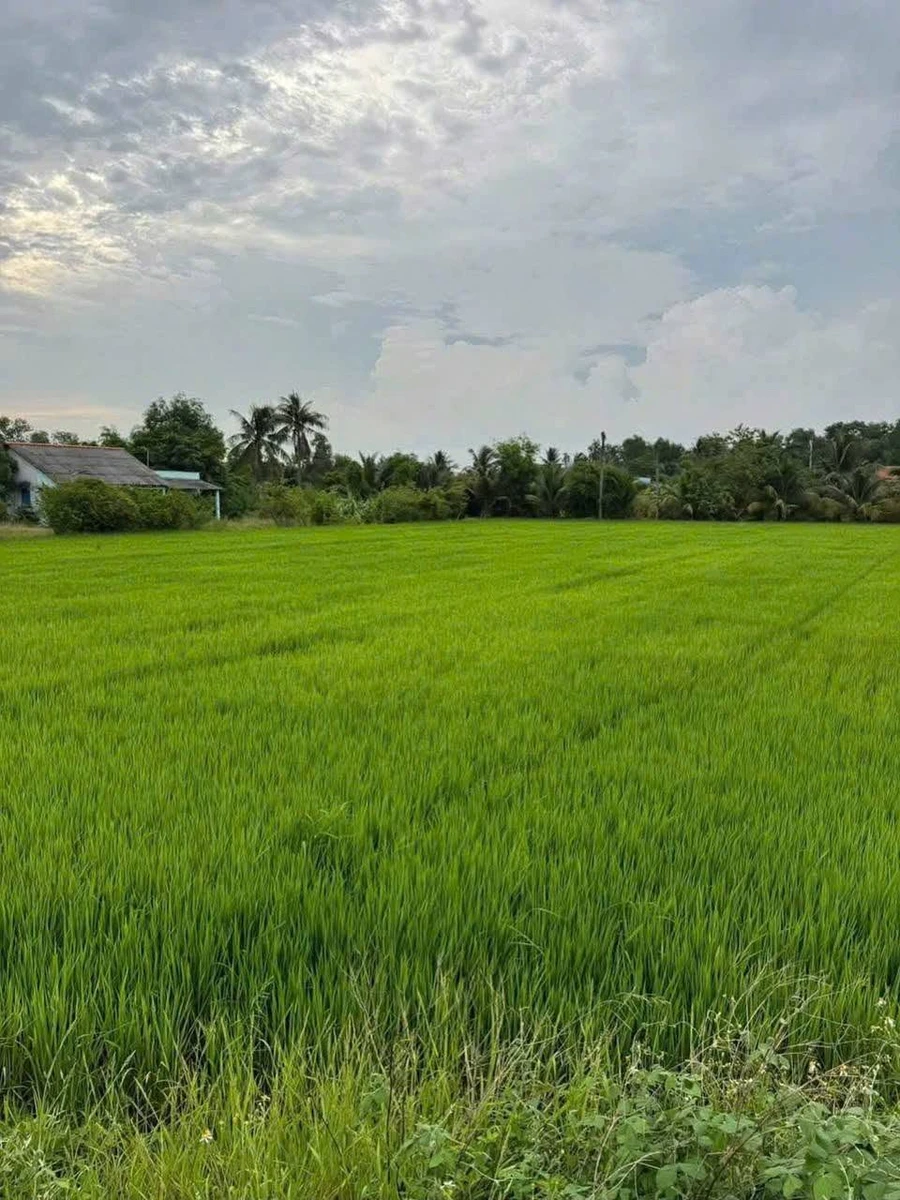 Bán đất 3.911,5m² cạnh cao tốc TP.HCM-Trung Lương, Tây Ninh - Ảnh thu nhỏ 2