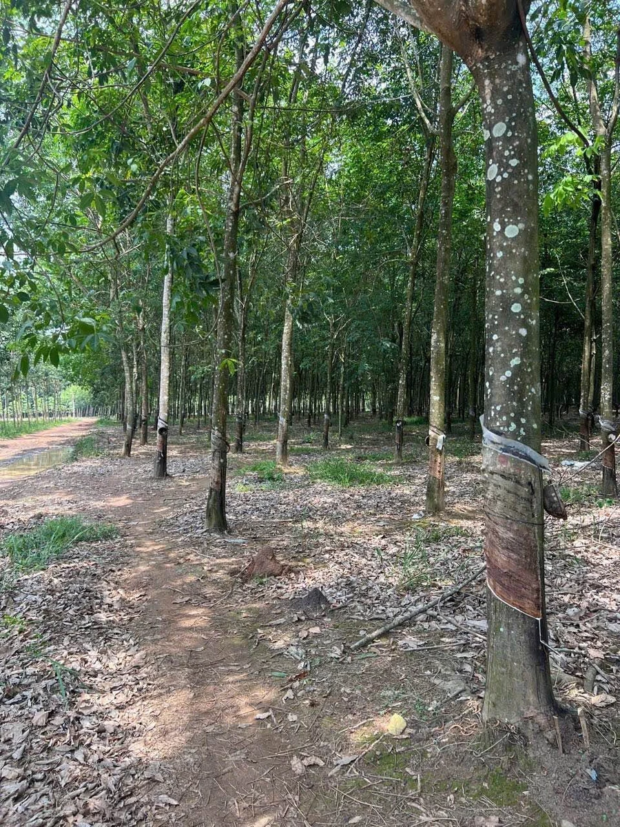 Bán đất 1.5 hectare Tân Thành 3 tỷ 750 - Ảnh 1