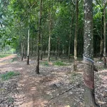 Bán đất 1.5 hectare Tân Thành 3 tỷ 750 - Ảnh thu nhỏ 1
