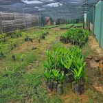 Bán đất mặt tiền QL28 360m² Gia Nghĩa 1 tỷ 50 - Ảnh thu nhỏ 1