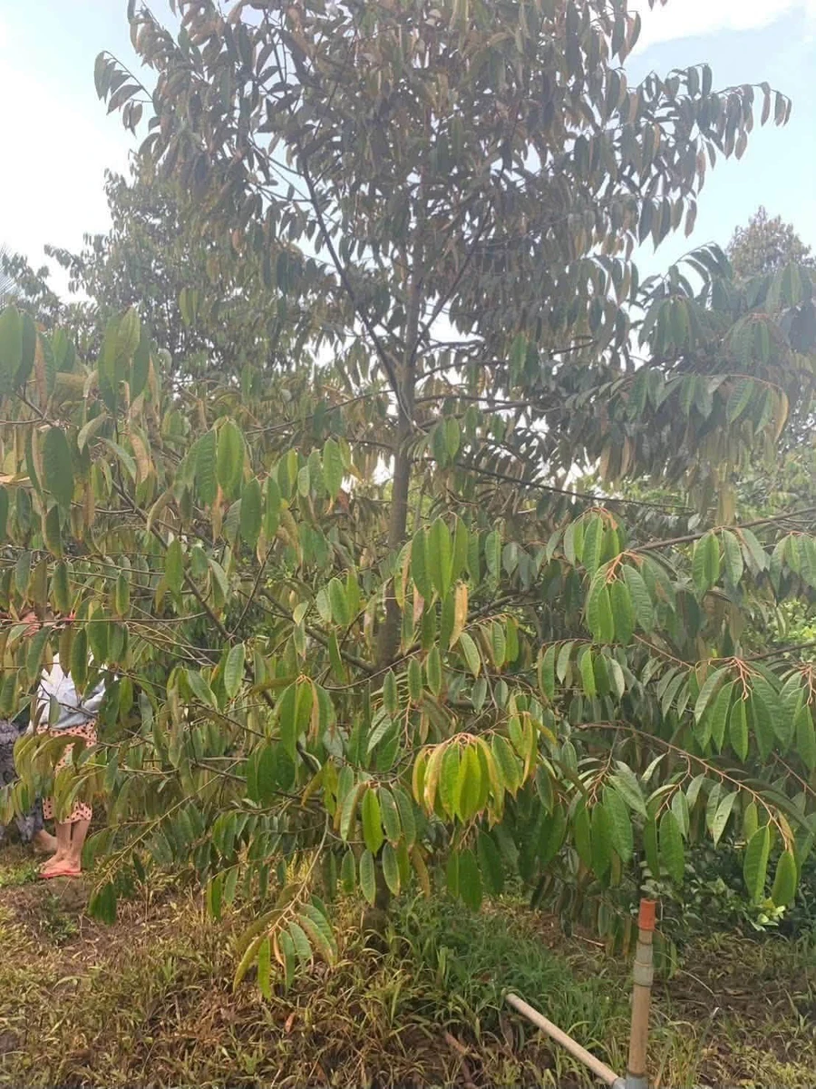 Bán đất vườn sầu riêng 2 công Quới Thành 1,2 tỷ - Ảnh thu nhỏ 2