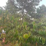 Bán đất vườn sầu riêng 2 công Quới Thành 1,2 tỷ - Ảnh thu nhỏ 2