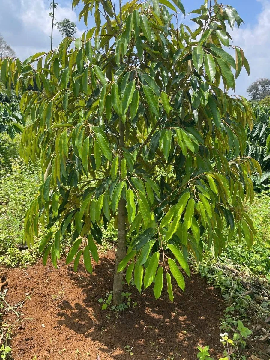 Bán đất vườn 1ha Phường Gia Nghĩa, Đắk Nông 3 tỷ - Ảnh thu nhỏ 3
