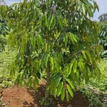 Bán đất vườn 1ha Phường Gia Nghĩa, Đắk Nông 3 tỷ - Ảnh thu nhỏ 3