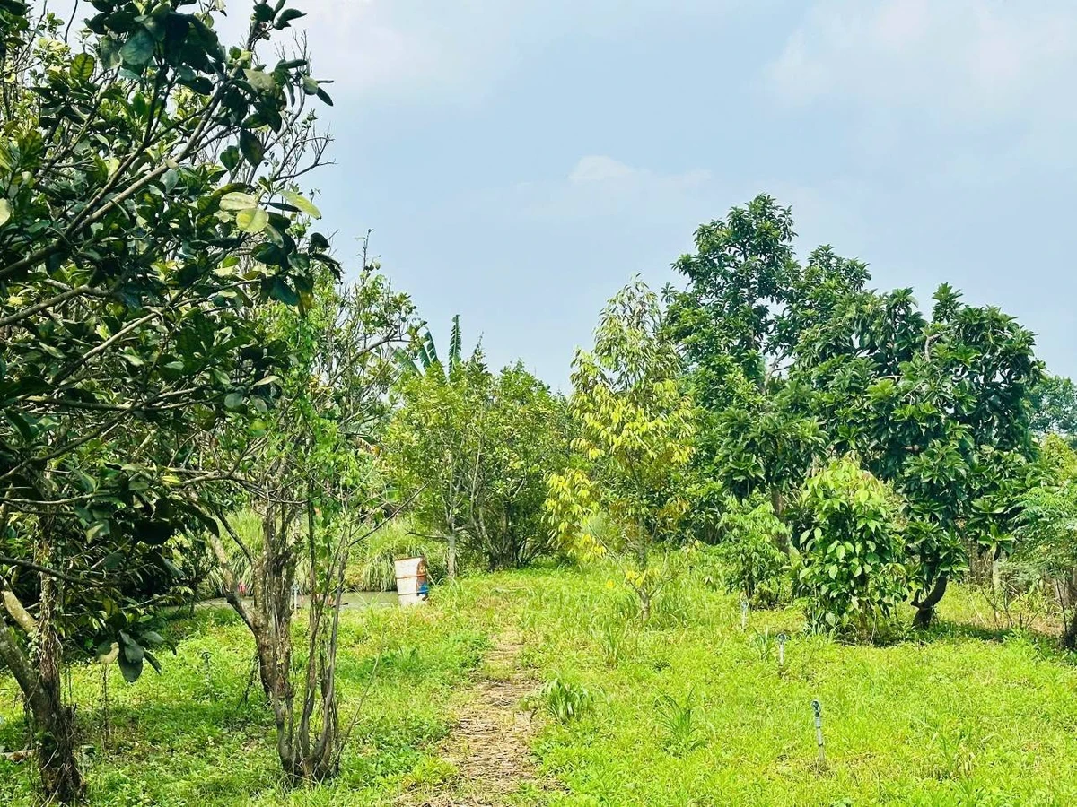 Bán nhà vườn 2335m2 với hồ bơi, Đồng Nai - Ảnh thu nhỏ 3