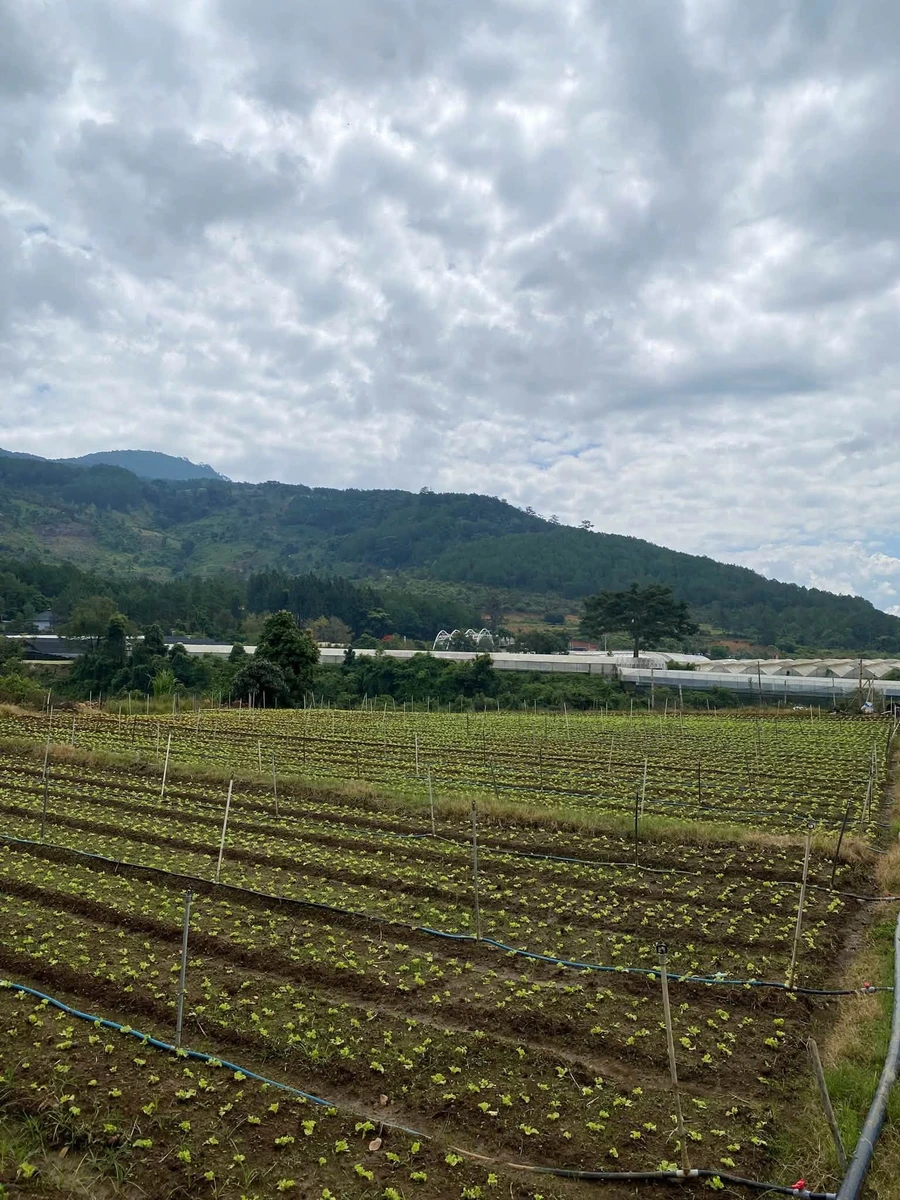 Bán đất 1000m2 Hiệp An, Đà Lạt 1 tỷ 6 - Ảnh thu nhỏ 3