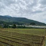 Bán đất 1000m2 Hiệp An, Đà Lạt 1 tỷ 6 - Ảnh thu nhỏ 3