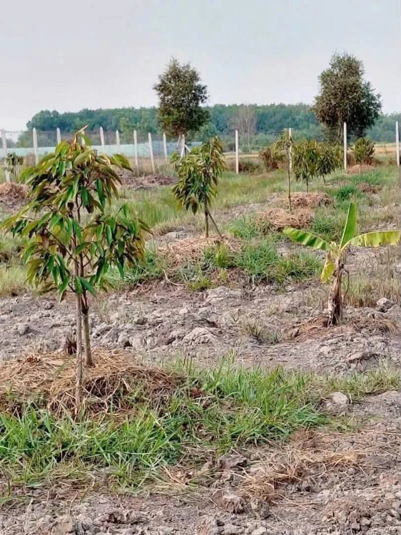 Bán đất vườn sầu riêng 2.248m2 mặt tiền kênh T5 giá 3,1 tỷ tại Phú An - Ảnh 1
