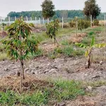 Bán đất vườn sầu riêng 2.248m2 mặt tiền kênh T5 giá 3,1 tỷ tại Phú An - Ảnh thu nhỏ 1