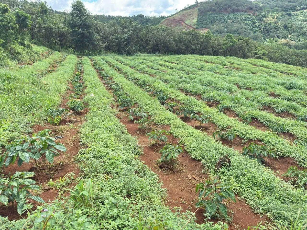 Bán đất 2,8ha trồng cà phê Tuy Đức 3 tỷ 990 triệu - Ảnh thu nhỏ 2