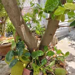 Bán nhà 112/5, Bạch Đằng, Trà Vinh, giá 1.8 tỷ TL - Ảnh thu nhỏ 2