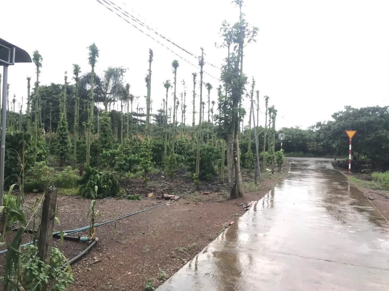Bán đất Cẩm Mỹ Đồng Nai 5500m2 sổ hồng 11,5 tỷ