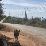 Chính chủ -Bán gấp 5,9 sào mặt tiền 150m - Chư Pưh, Gia Lai - có sẵn cây trồng và nhà ở - giá tốt - Ảnh thu nhỏ 7
