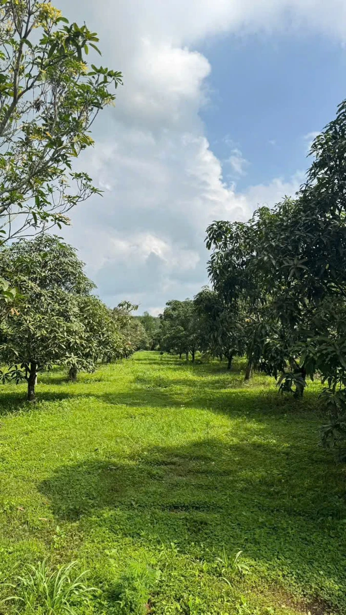 Bán 2.385 m² đất vườn xoài La Ngà, Đồng Nai 445tr/1.000m² - Ảnh thu nhỏ 4