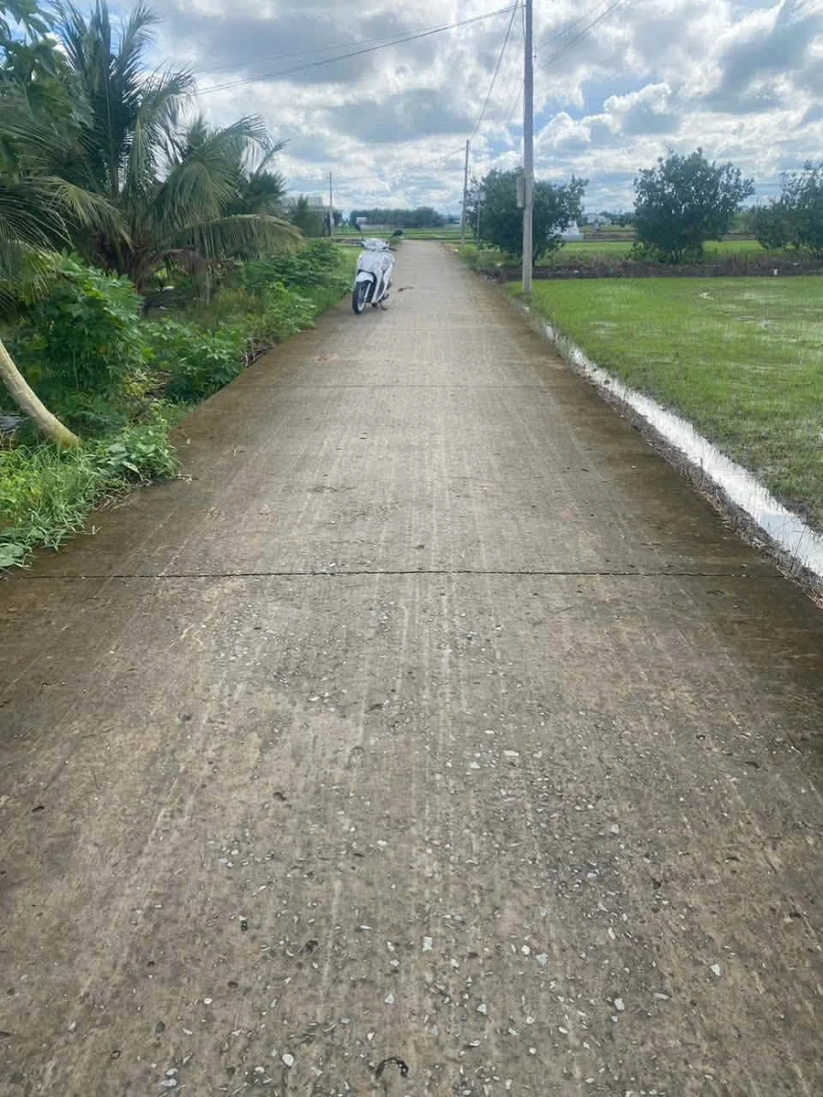Bán đất lúa trồng dừa 1123m² mặt tiền Trần Văn Rĩ, Bình Trinh Đông, Tân Trụ, Long An - 820 triệu - Ảnh thu nhỏ 2