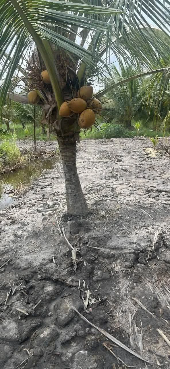 Bán 2.223m2 đất vườn xã An Khánh, Bến Tre, cách quốc lộ 57B 200m, sổ hồng riêng - Ảnh 1