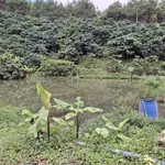 Bán 1,6ha đất trồng cà phê tại Di Linh, Lâm Đồng, giá 2,5 tỷ - Ảnh thu nhỏ 5
