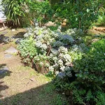 Cần bán gấp mặt phố Trần Huy Liệu cạnh chợ Mộc Châu dt 1450m2 phù hợp xây khách sạn resort SĐCC - Ảnh thu nhỏ 6