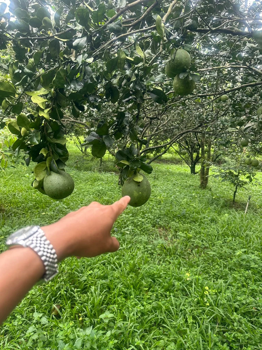 Bán đất trồng cây ăn trái 1 sào, Tân Đông, Hóc Môn - Ảnh thu nhỏ 2