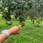 Bán đất trồng cây ăn trái 1 sào, Tân Đông, Hóc Môn - Ảnh thu nhỏ 2