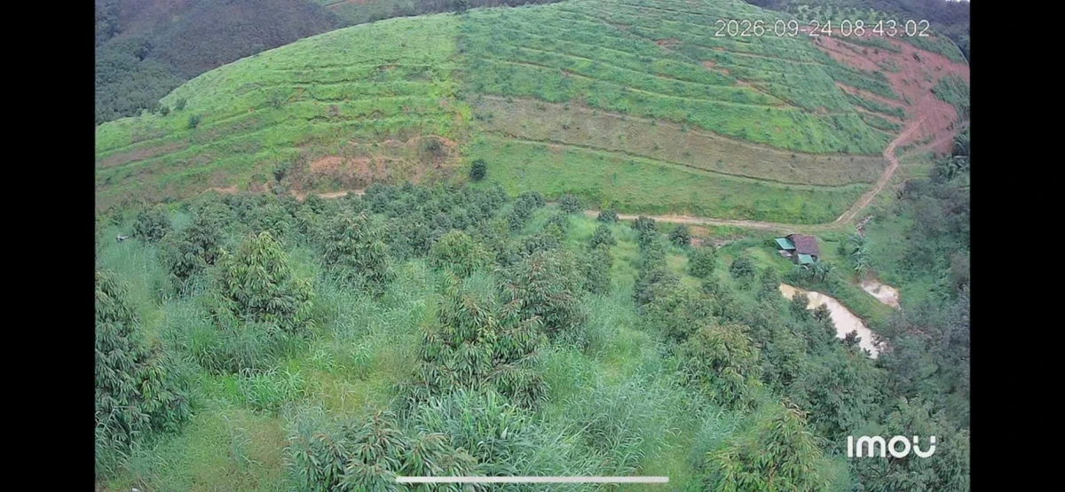 Bán 5,5 ha đất sầu riêng Mỹ Đức 4 tỷ - Ảnh thu nhỏ 2