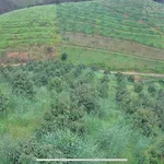 Bán 5,5 ha đất sầu riêng Mỹ Đức 4 tỷ - Ảnh thu nhỏ 2