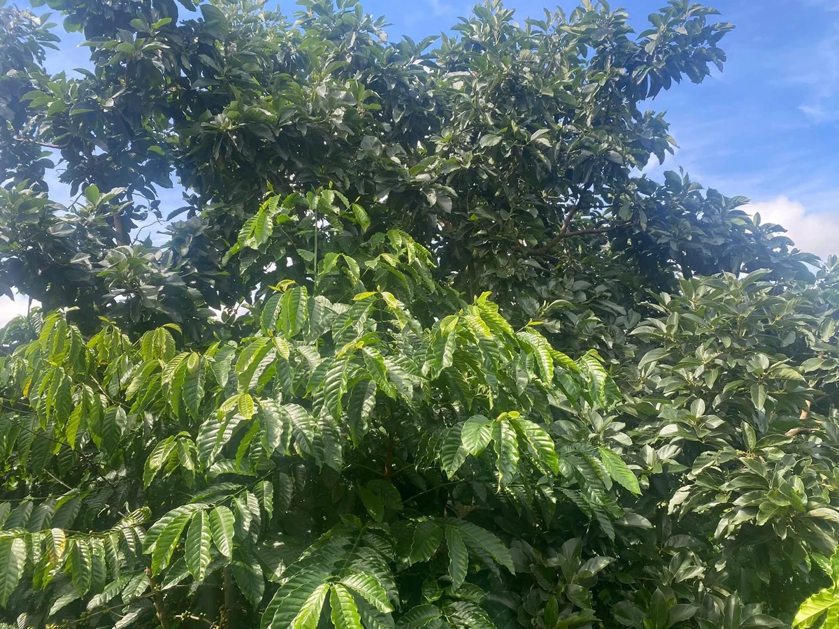 Bán đất 1,8 ha sổ sách đầy đủ Đắk Lắk 3,6 tỷ - Ảnh thu nhỏ 5