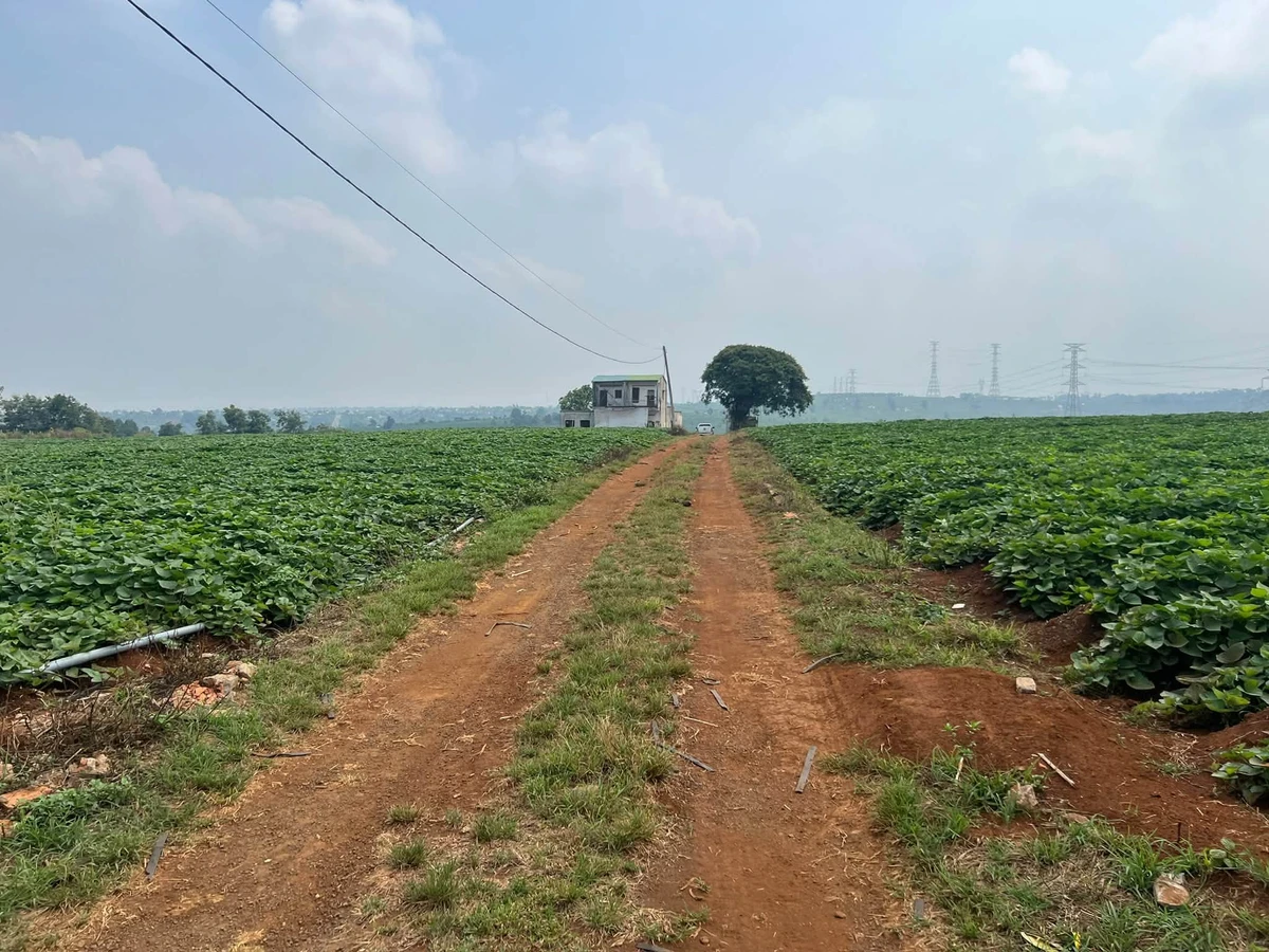 Bán đất lô 1 sào Đường Tránh Phía Tây, Pleiku - Ảnh thu nhỏ 3