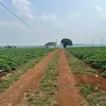 Bán đất lô 1 sào Đường Tránh Phía Tây, Pleiku - Ảnh thu nhỏ 3
