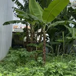 Bán đất tái định cư trung tâm Buôn Ma Thuột, Đắk Lắk, 3 lô giá từ 5,65 tỷ - Ảnh thu nhỏ 3