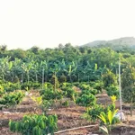 Bán đất 5.393 m2 mặt tiền 167m Đắk Lắk - Ảnh thu nhỏ 3