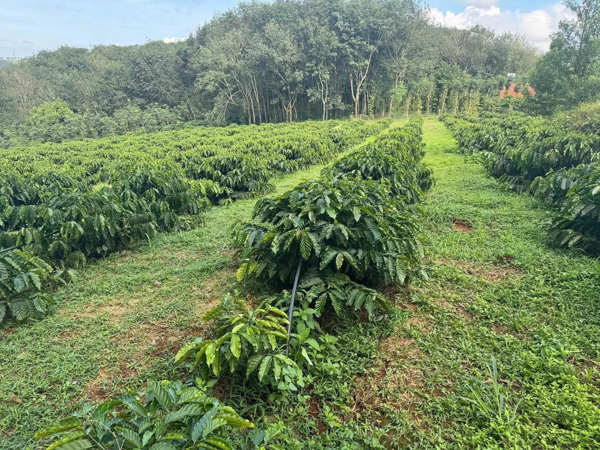 Bán đất vườn 1.4ha tại Thôn Quảng Thành, Đắk Nông - Ảnh thu nhỏ 3
