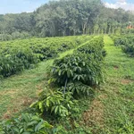 Bán đất vườn 1.4ha tại Thôn Quảng Thành, Đắk Nông - Ảnh thu nhỏ 3