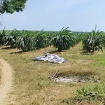 Bán đất 1 sào Hàm Cường 269 triệu - Ảnh thu nhỏ 3