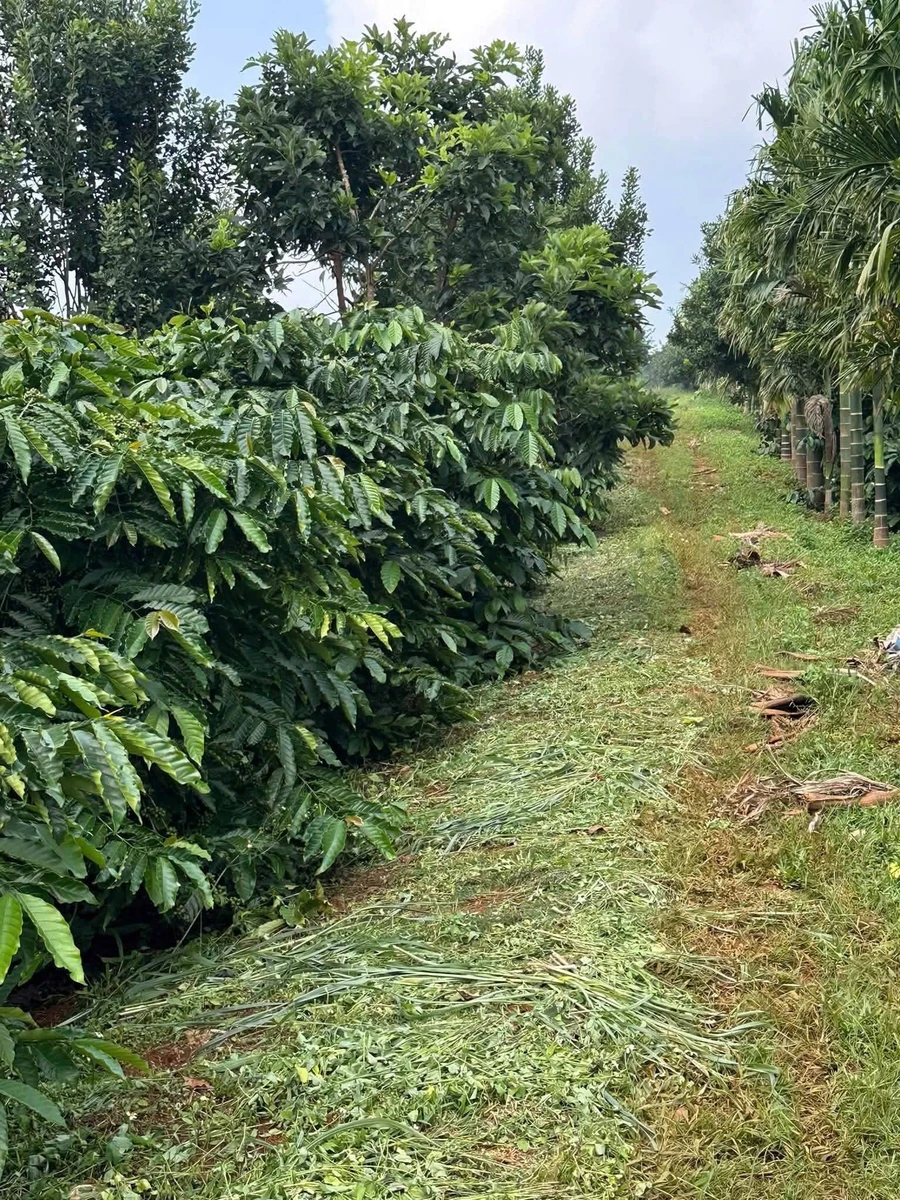 Bán đất 1,8 héc-ta sổ sách đầy đủ 3 tỷ 6 Nhà Bè - Ảnh 1