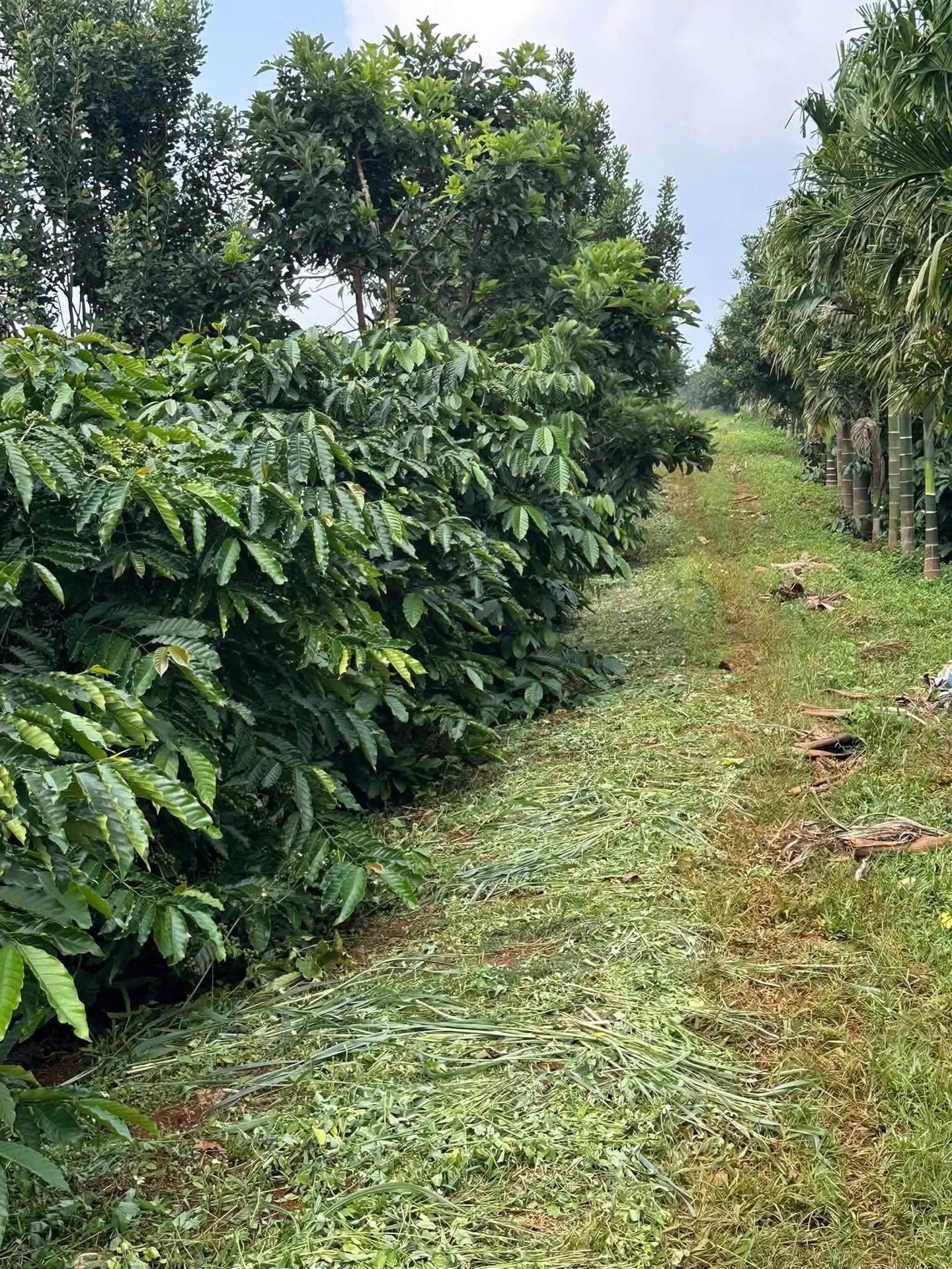 Bán đất 1,8 héc-ta sổ sách đầy đủ 3 tỷ 6 Nhà Bè - Ảnh 1