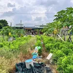 Cho thuê khu vườn 550m² mặt tiền Hòa Lợi, Tây Ninh - Ảnh thu nhỏ 2